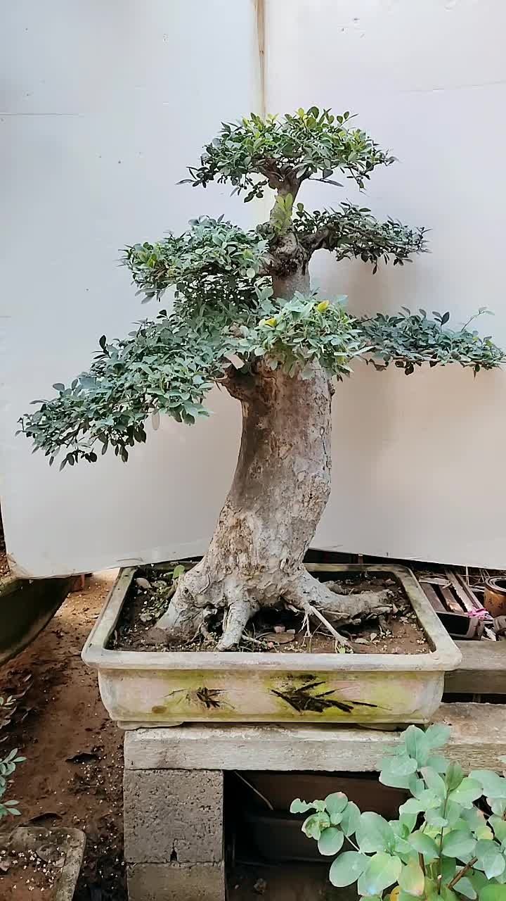 矮霸老庄榆树盆景