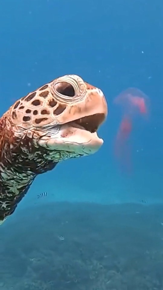 乌龟一口吞下水母,果然是饿坏了,什么都敢吃