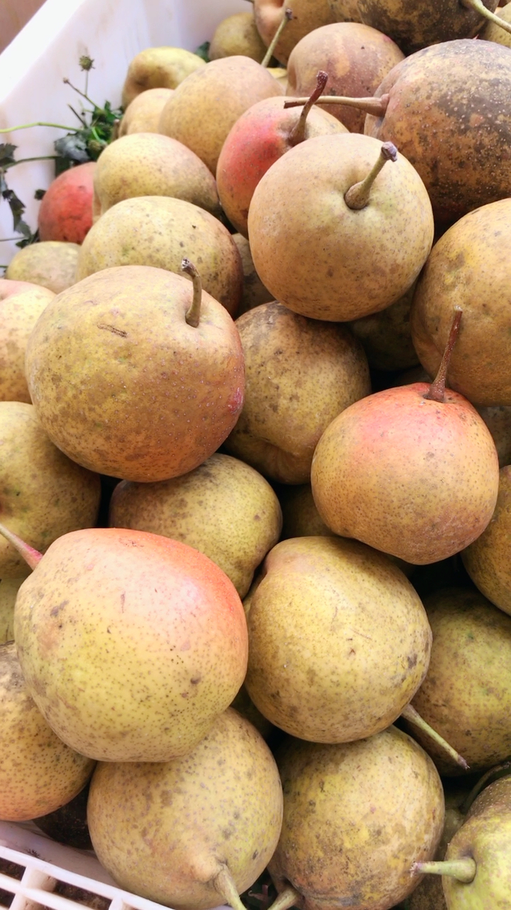 基地直摘原生态火把梨