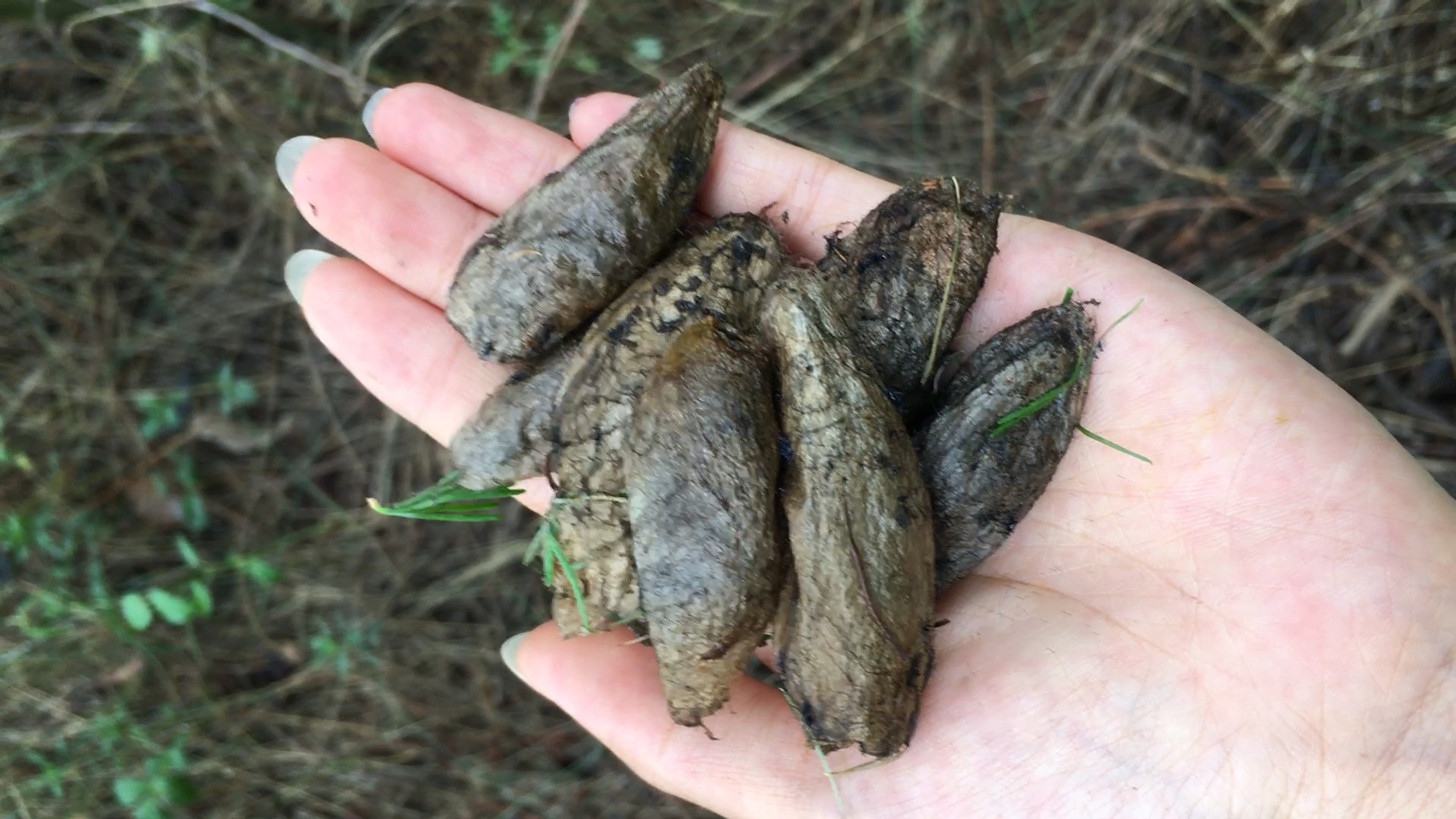 到树林里摘野生蚕蛹,真的动了