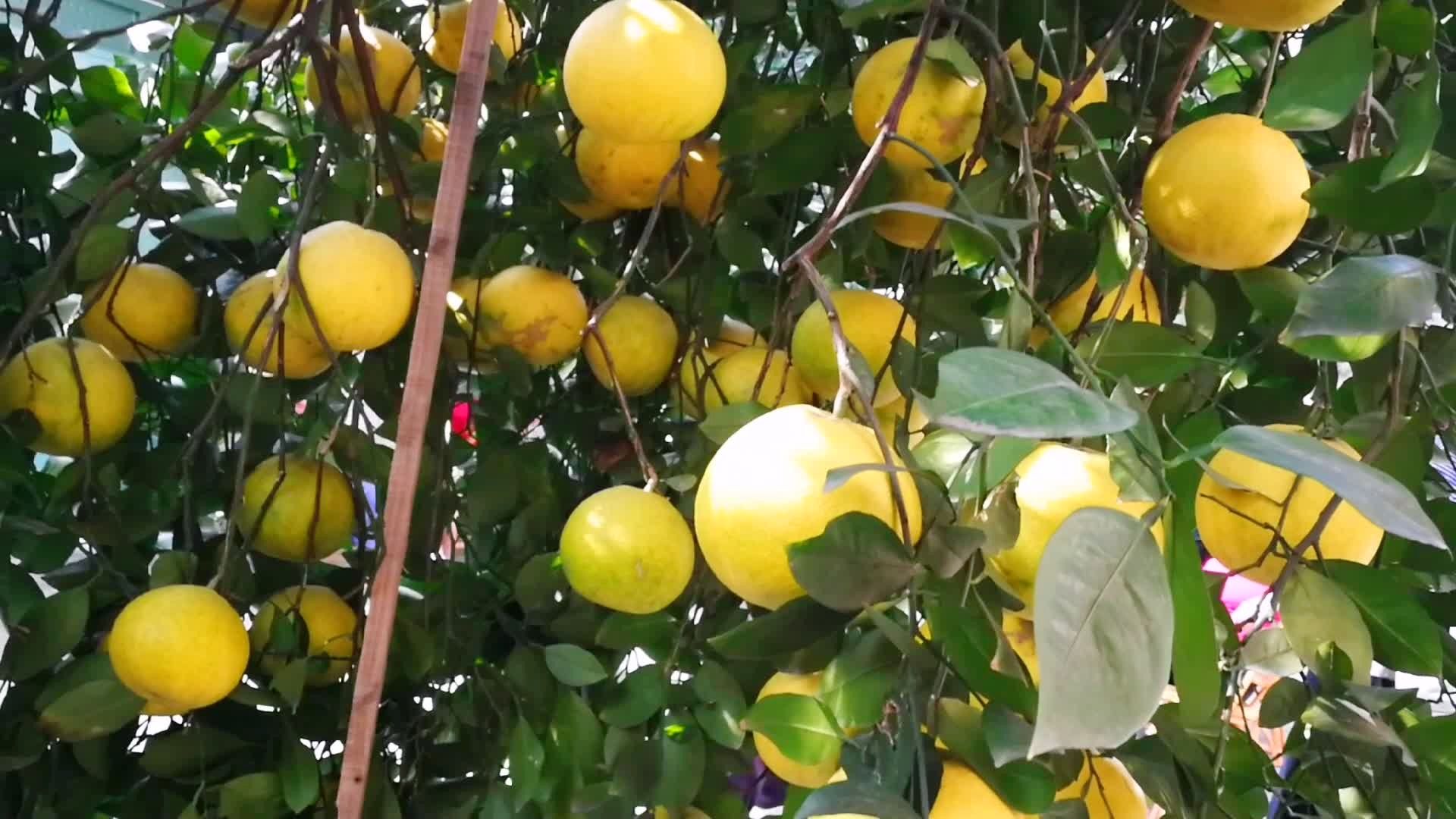 丰收的季节～比拳头98大的苦柚～好苦