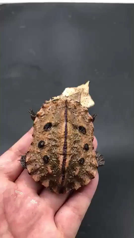 枯叶龟,也叫玛塔龟,长得像枯叶而得名,水性一般,进食方式很特别,嘴边