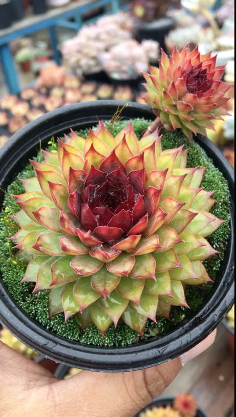 多肉植物,长生草系:暗夜精灵