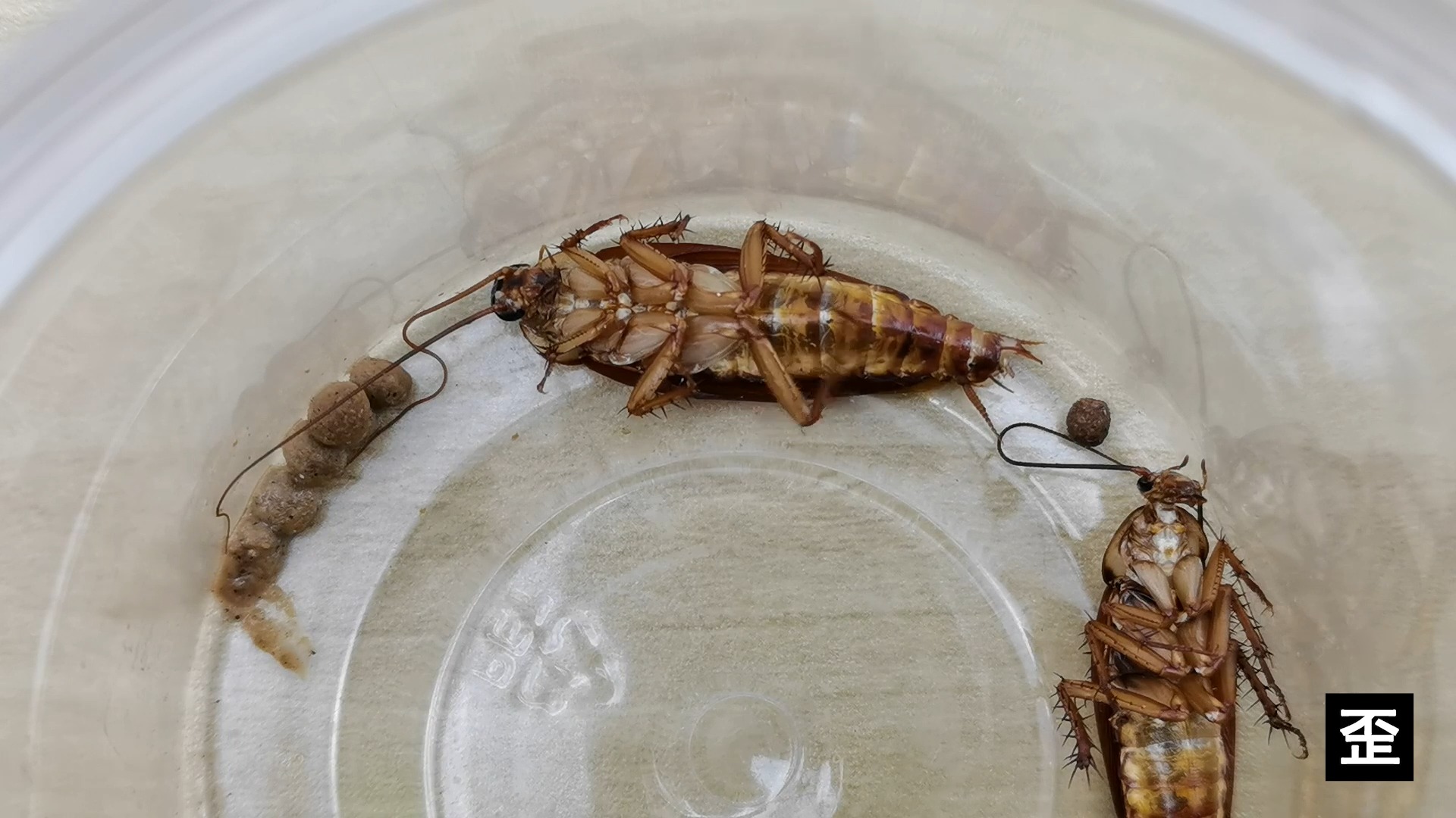 当小强吃了蟑螂药以后,开启了音乐模式!