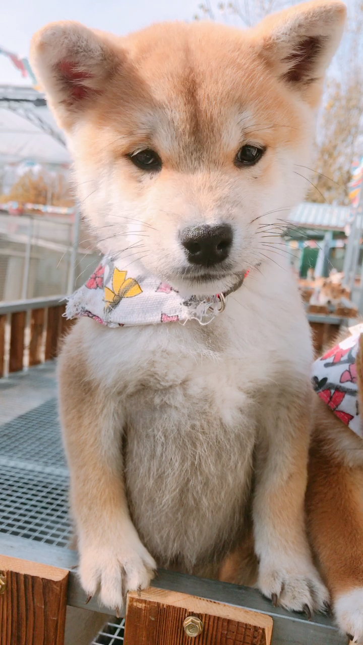 小豆眉净脸弟弟