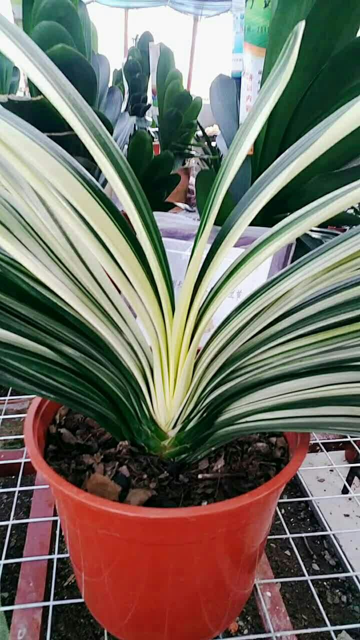 君子兰白玉凤冠vx:18643216643