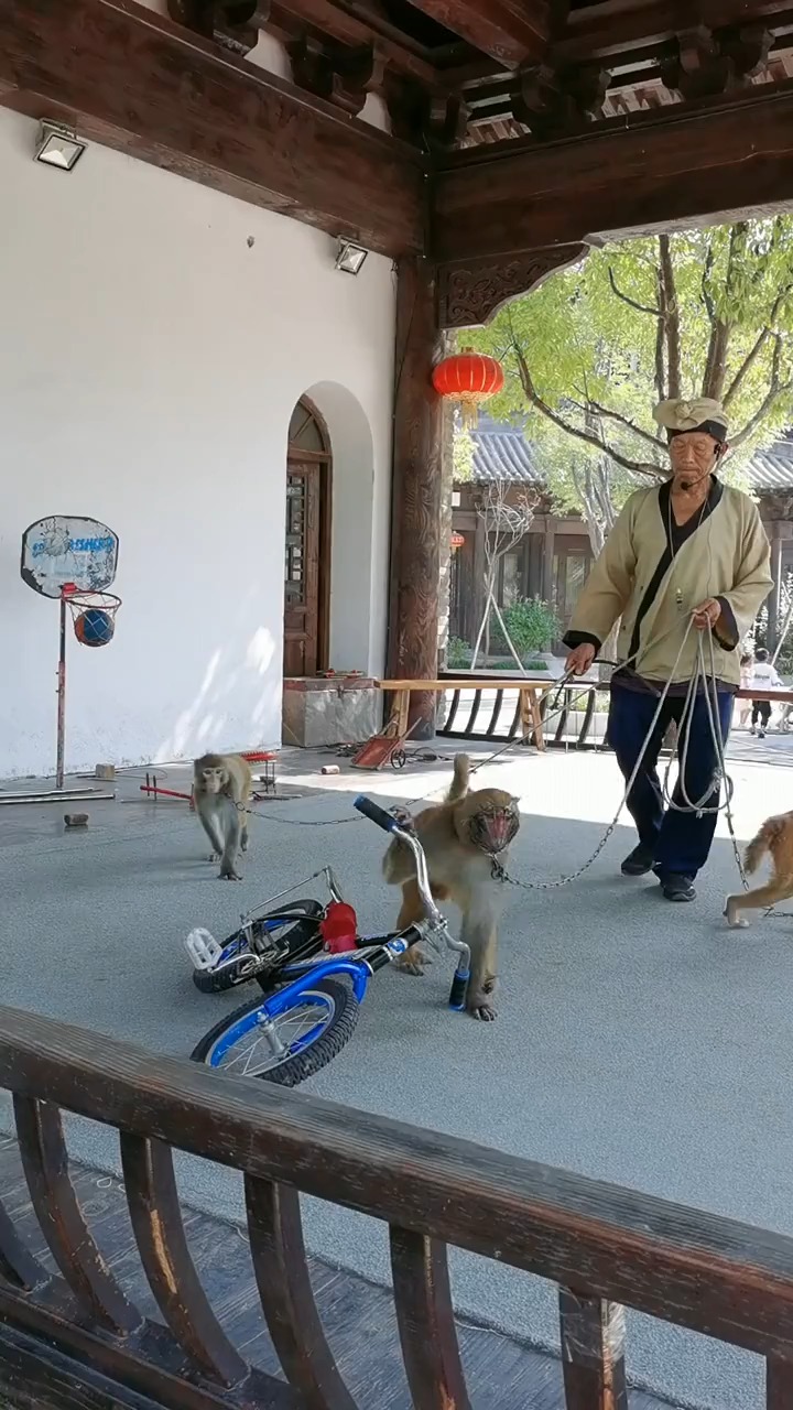 猴子骑单车比我骑的还好