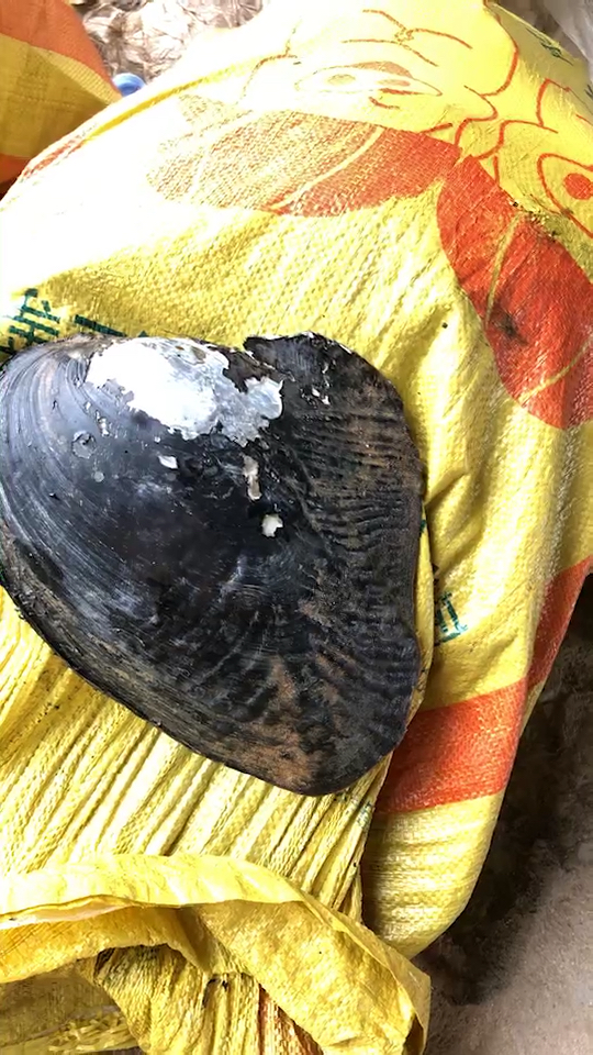 有人认识珍珠螺吗?有在吴川收购的吗