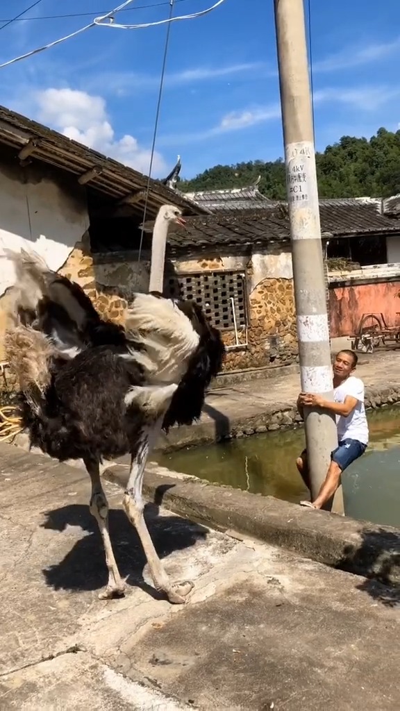 被鸵鸟看上的男人!差一点就掉水塘里了
