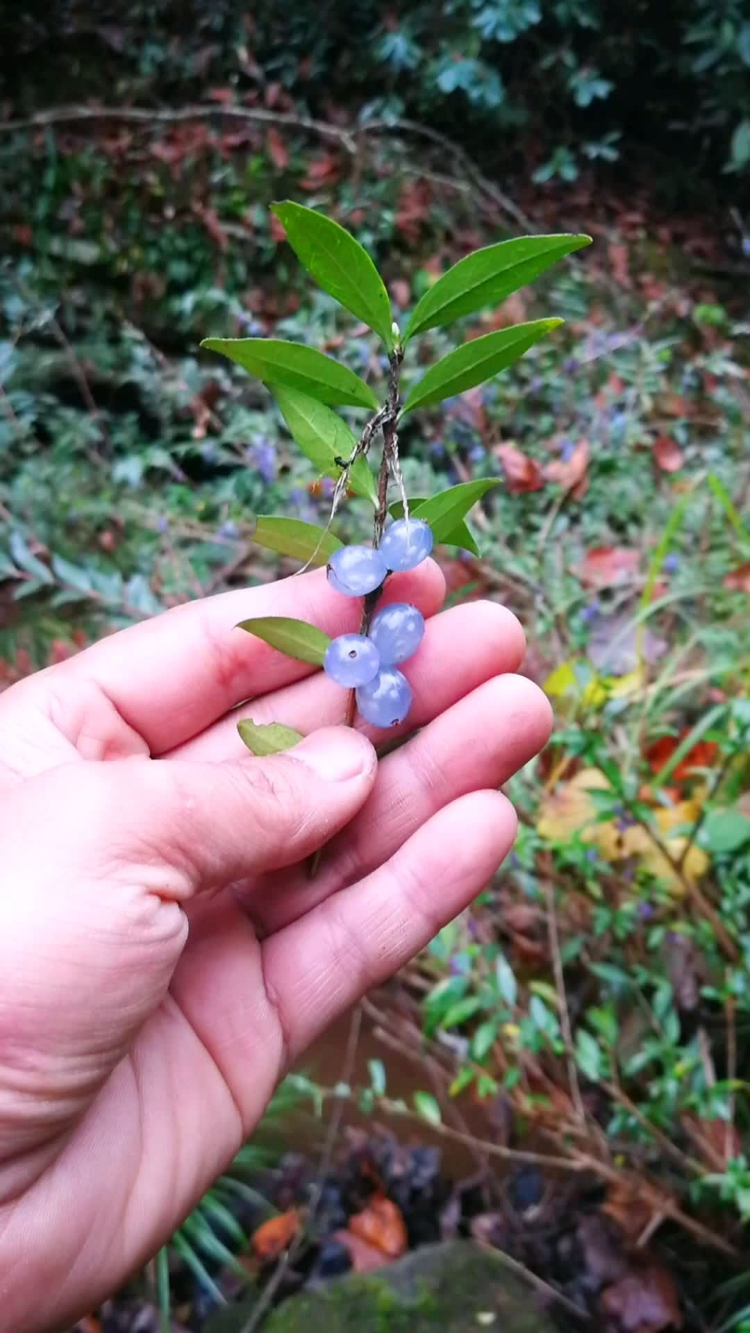 蕊帽忍冬果子,浅蓝色非常漂亮.