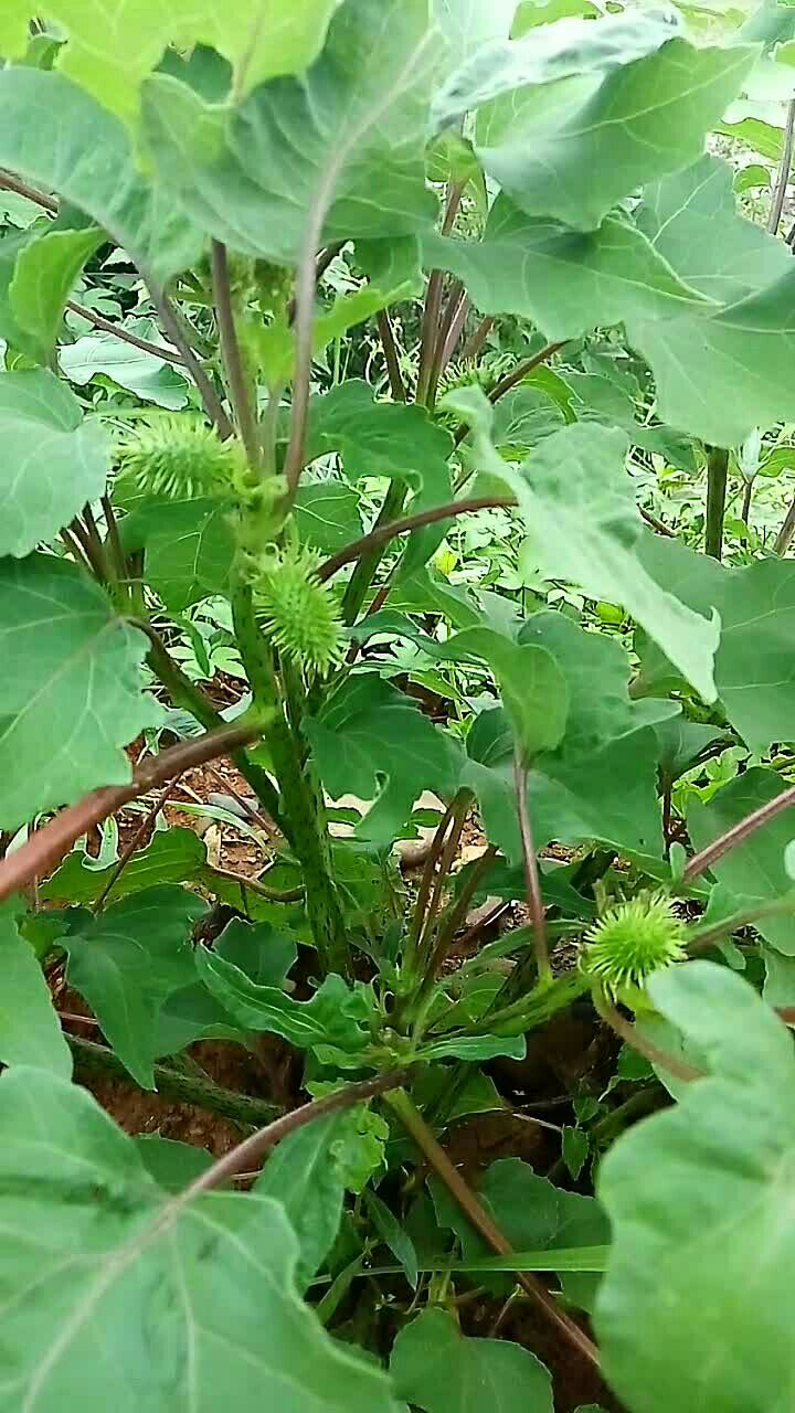 其实它是一味草药,功效 发散风寒,通鼻窍,祛风湿,止痛.