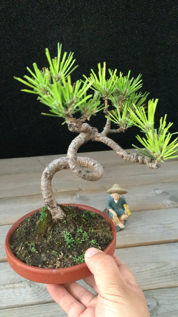 小微盆景黑松