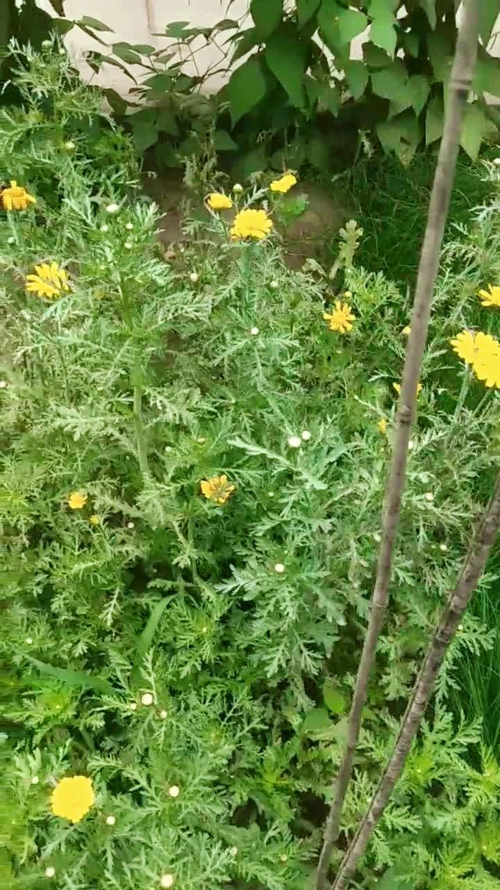 第一次茼蒿开花!