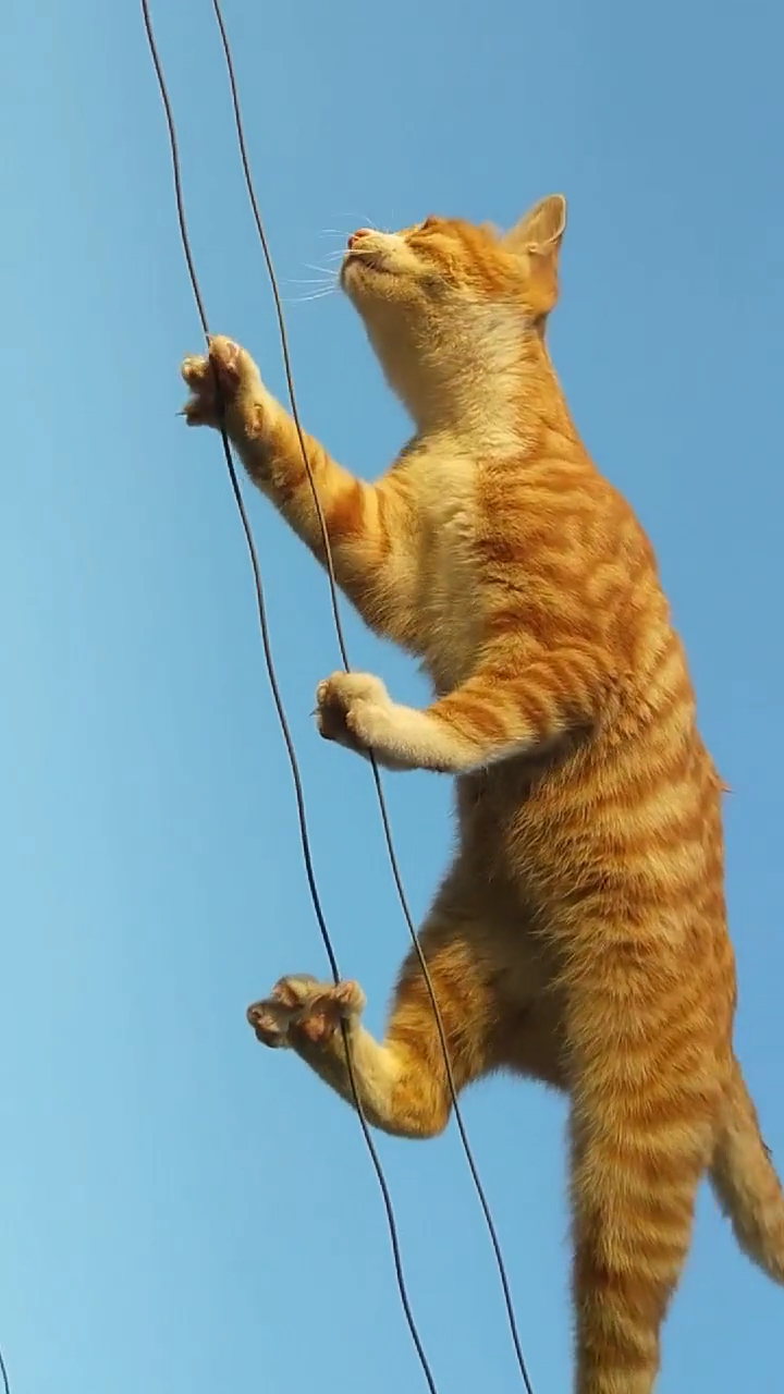会走钢丝的猫咪,厉害