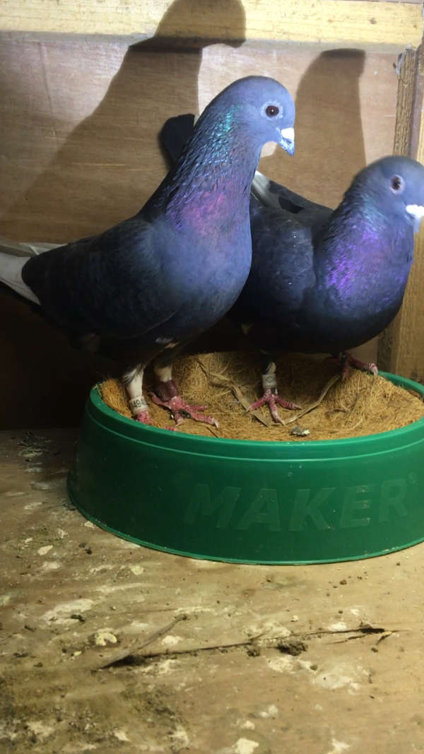 老国血鸽中国蓝鸽