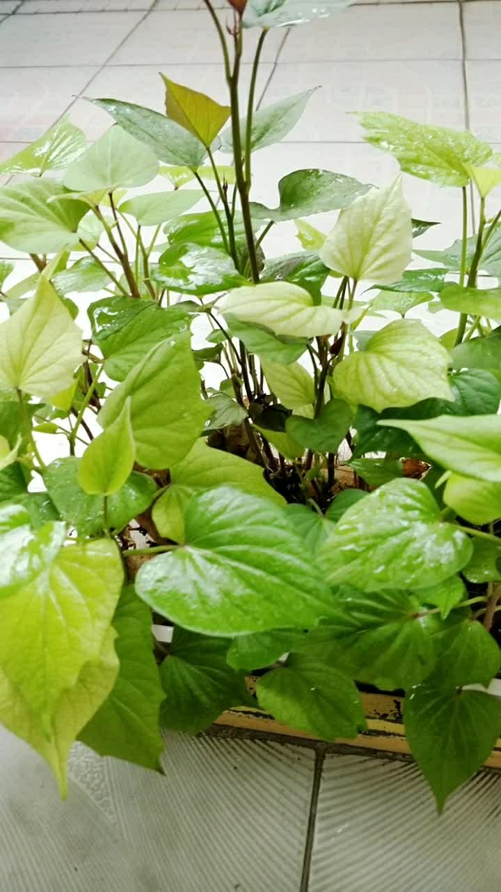 地瓜叶一天天长大了,过几天又可以吃一顿了989898