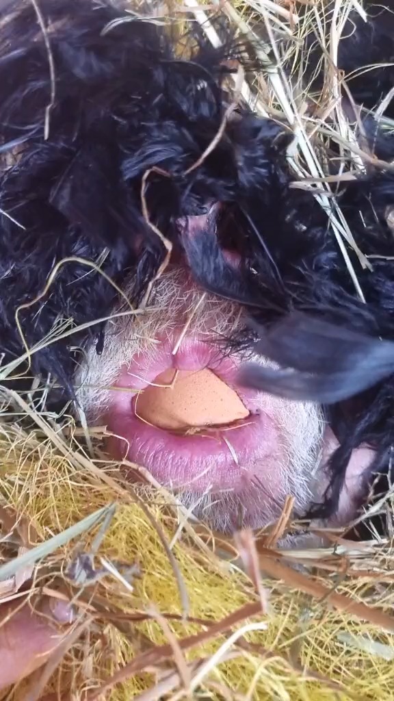 外国人真的太会玩了,这是公鸡下蛋吧