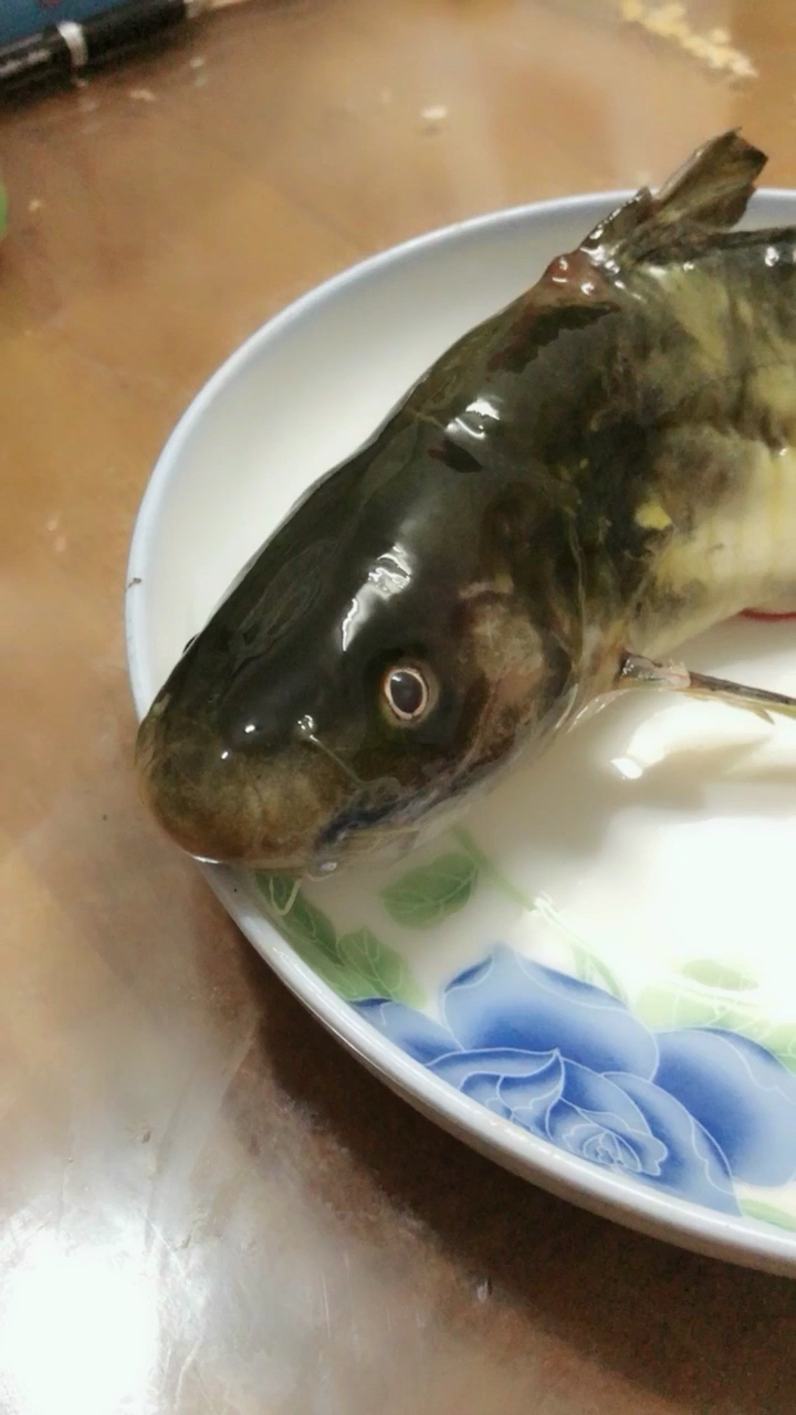 老爸抓的野生鱼77野生红菇炖!