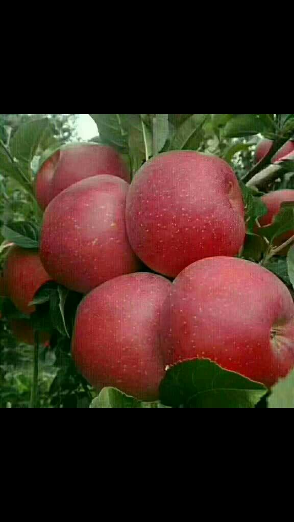 风里雨里的昭通的小苹果96,甜过情人,脆过小三.