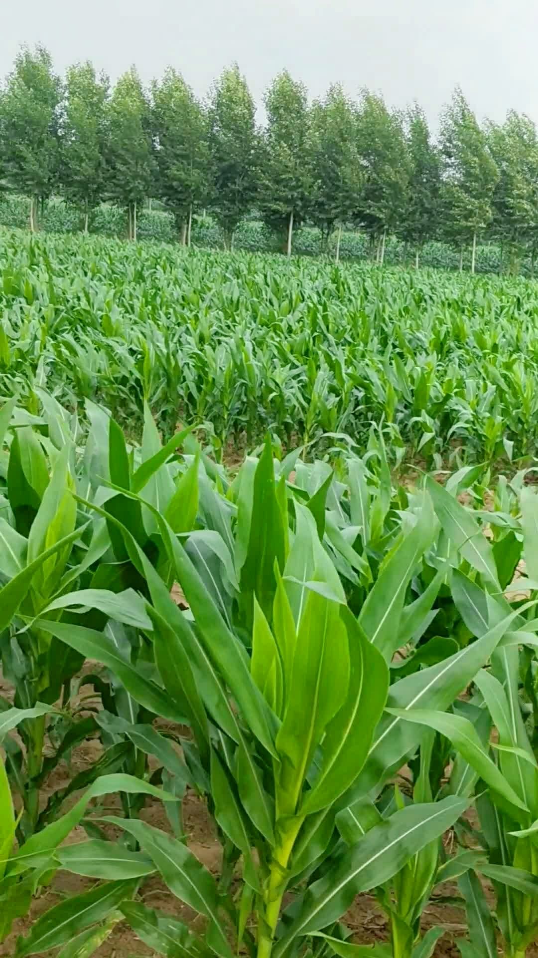 农民种业品字型与传统种植田间对比(3)