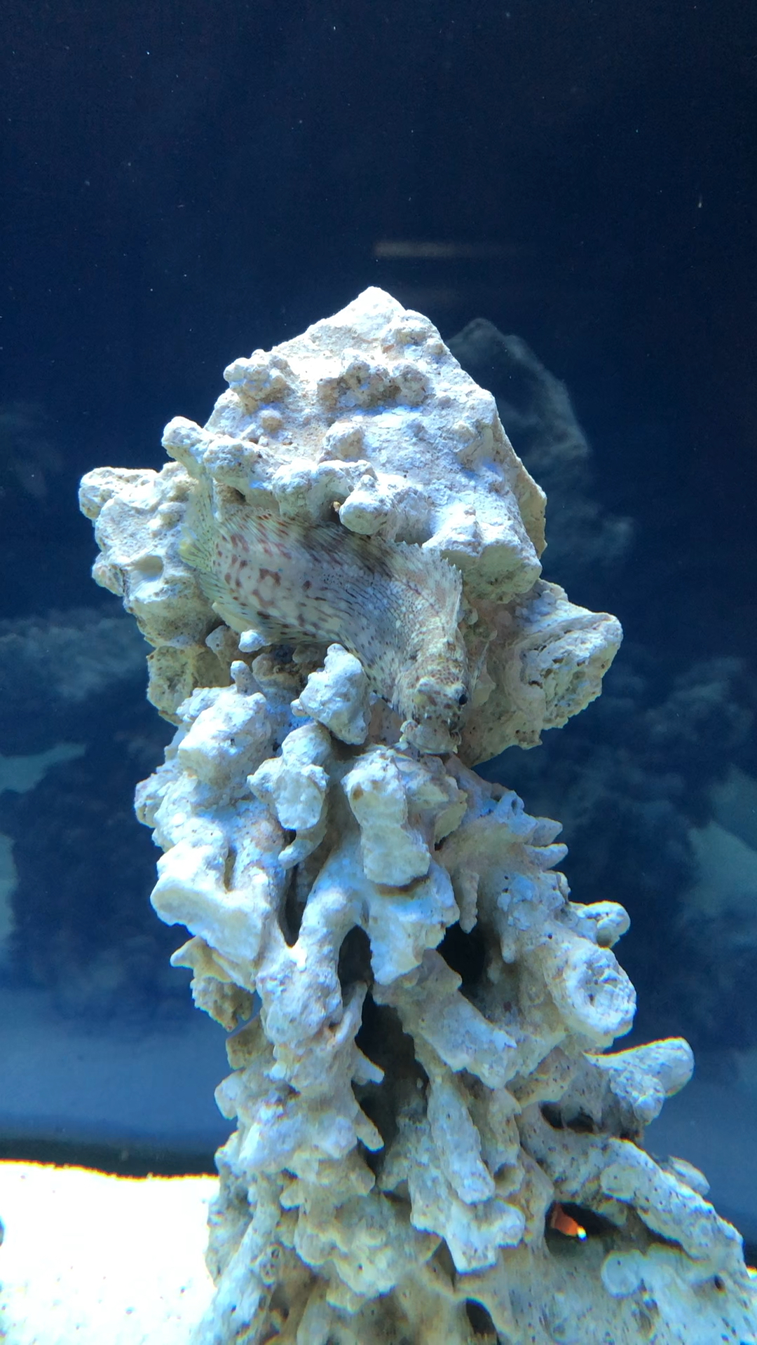 海底总动员# 石头里,有什么?认真看