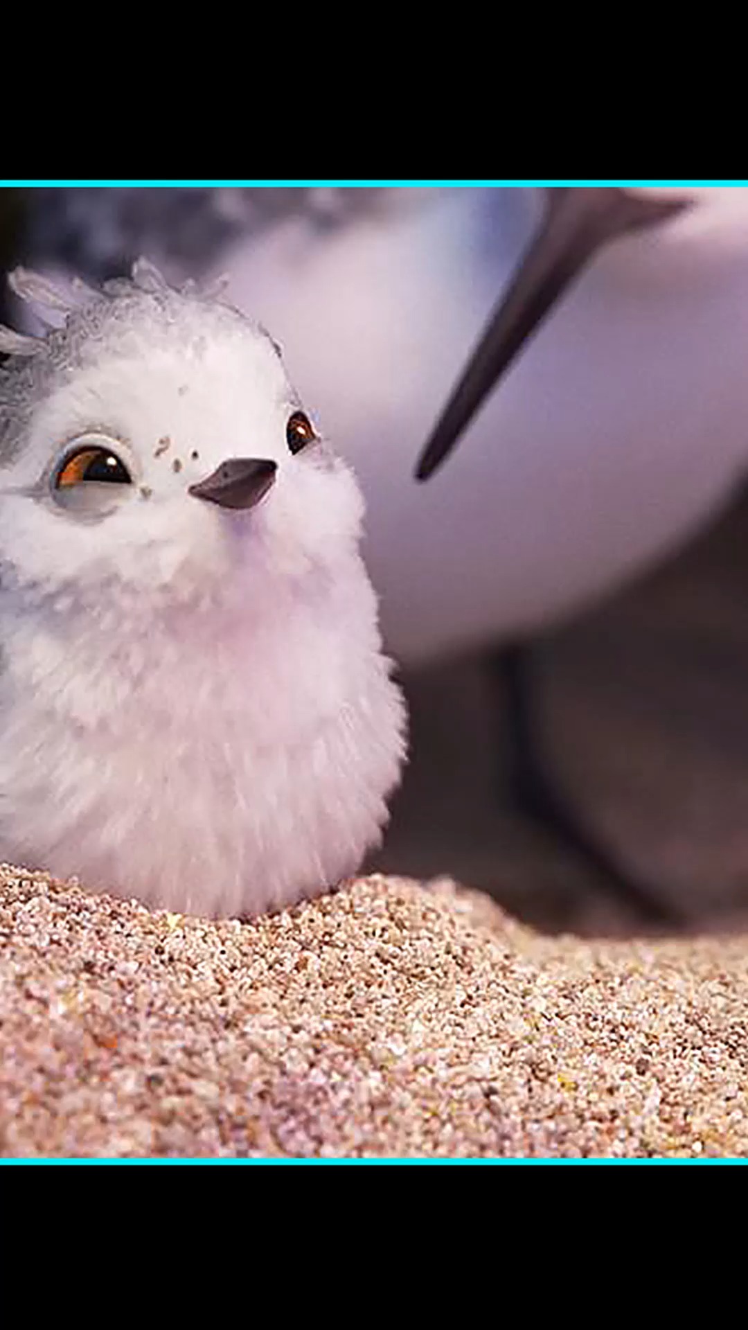 一只可爱的小小鹬,超级治愈短片《鹬》奥斯卡最佳动画短片