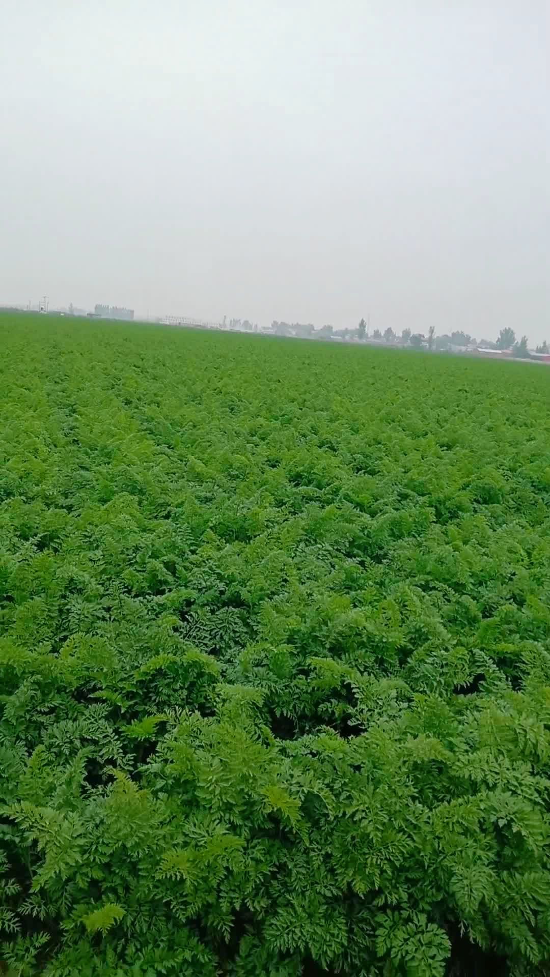 还记得这片胡萝卜地吗?