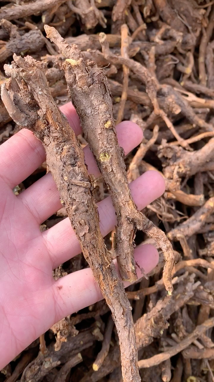 黄芩野生越来越少