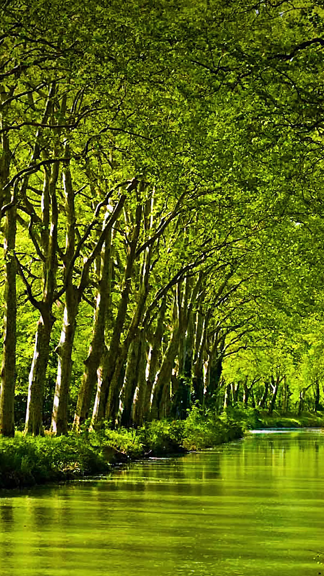 春天到了,一切美好都像春天如约而至~~~#家乡美景 #绿色生活