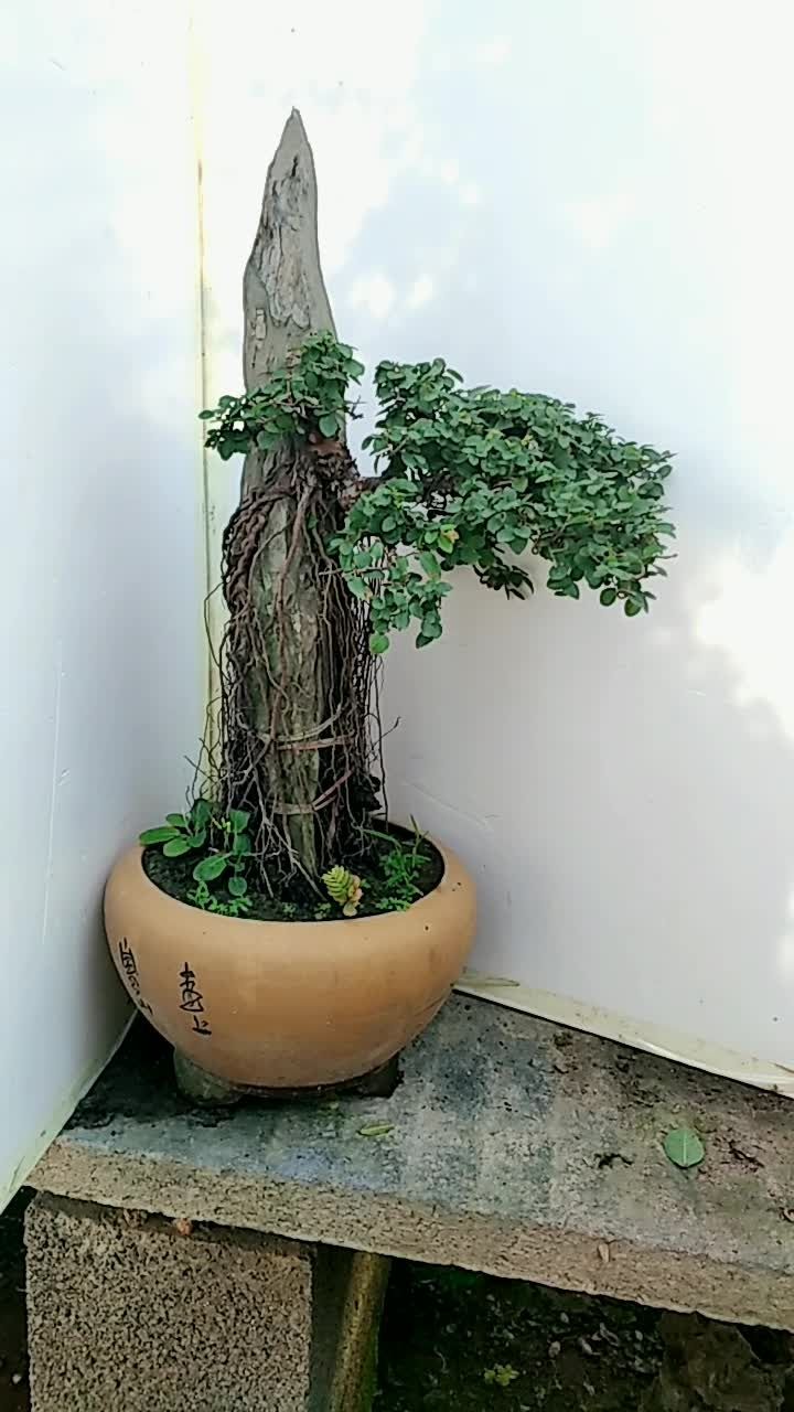 提根符石雀梅
