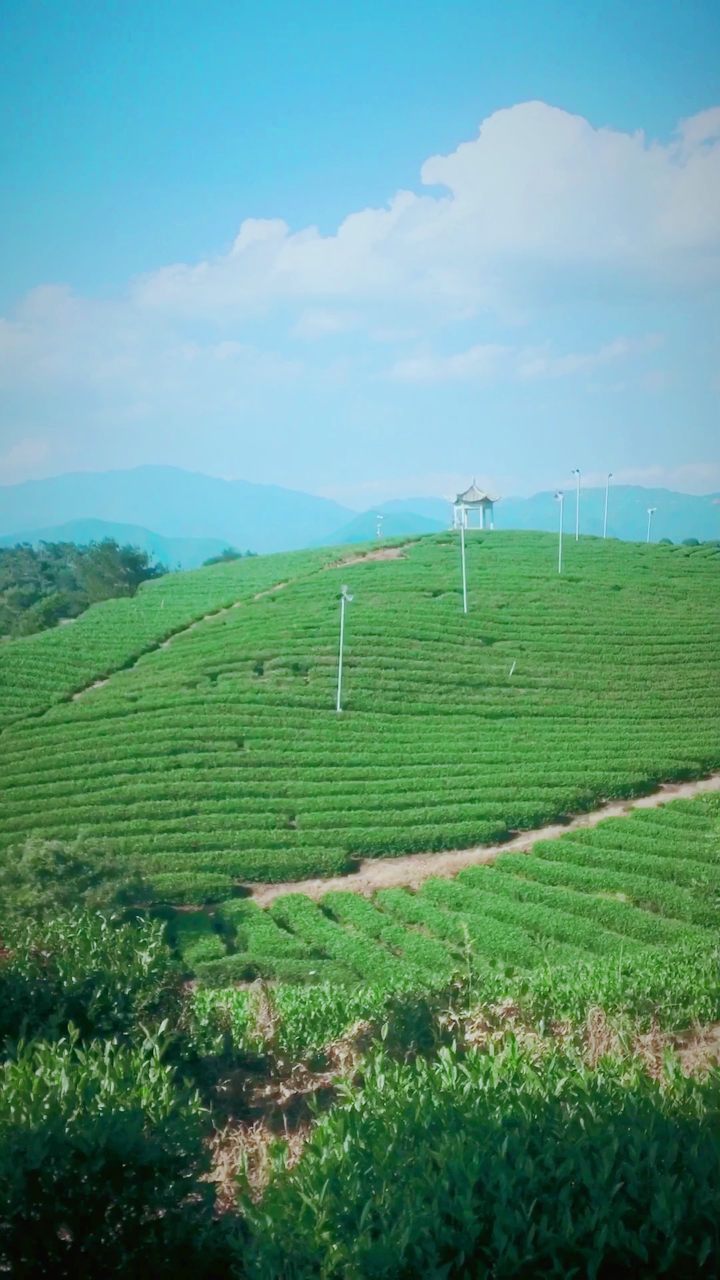 中国最大的茶园,漫山遍野的茶树,犹如一个绿色的童话世界,美呆了哇