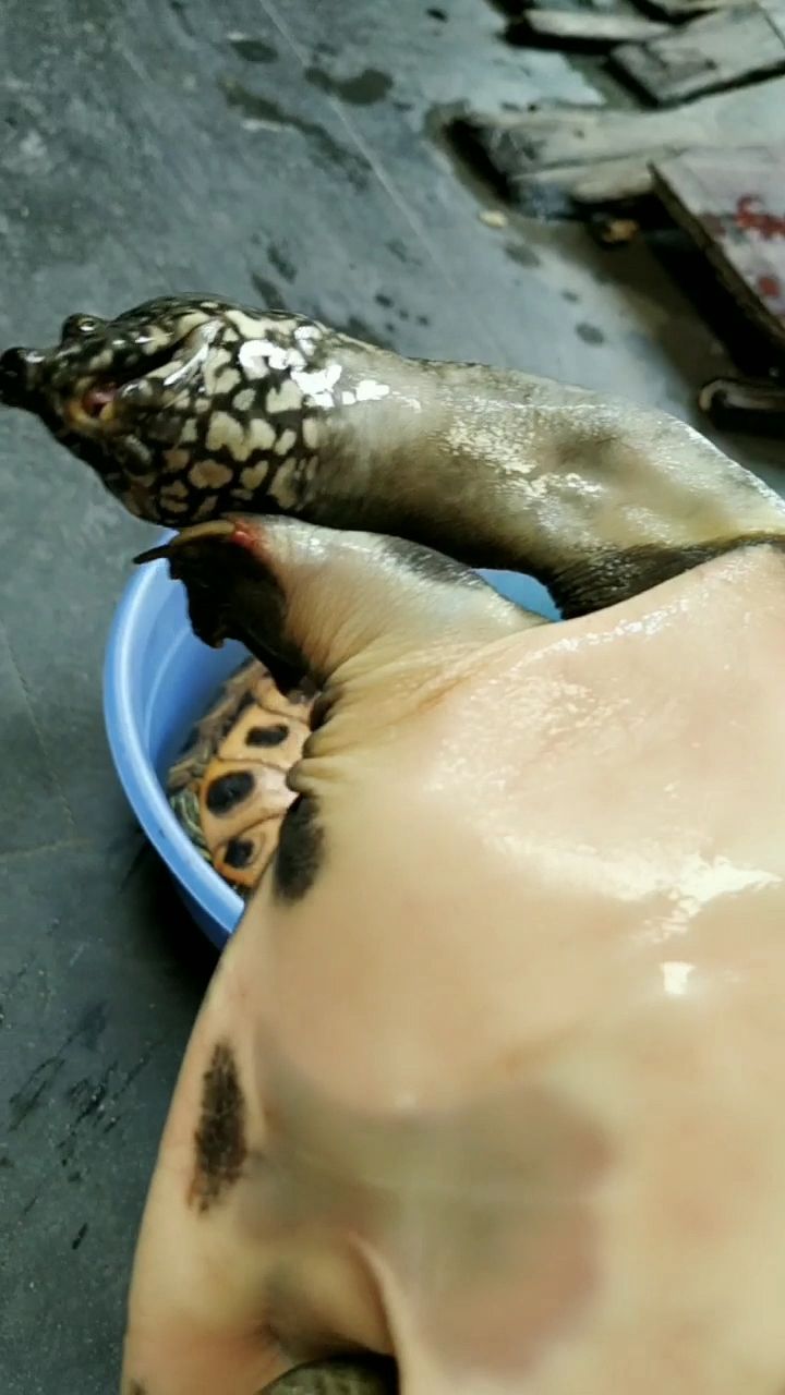 二斤半靓货,母甲鱼