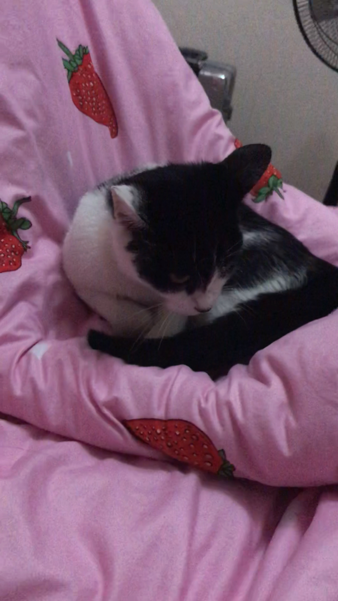 舒舒服服的躺好准备睡觉啊