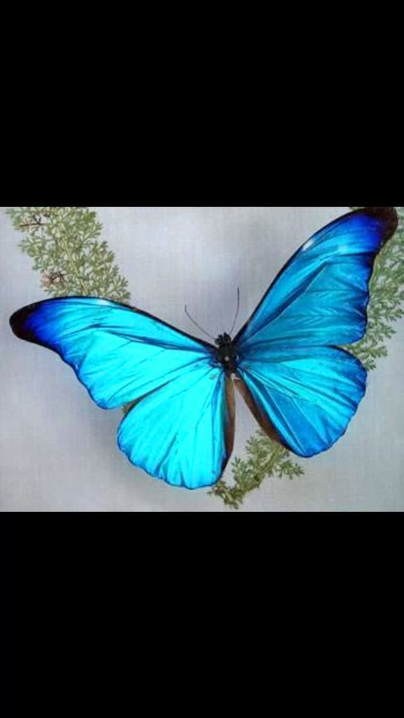 巴西国蝶,蓝闪蝶(学名:morpho menelaus)