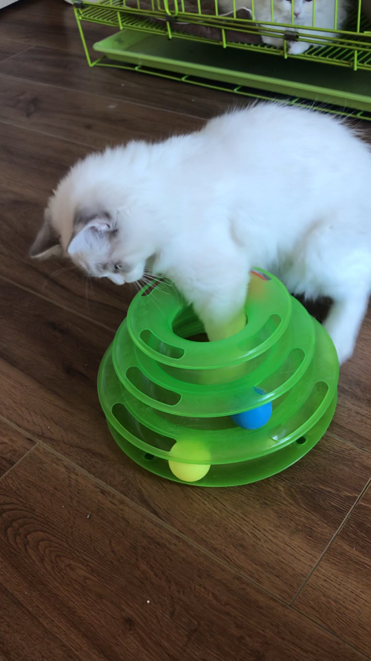 一只会自己玩玩具的神奇宝宝,也可能是戏精本身.