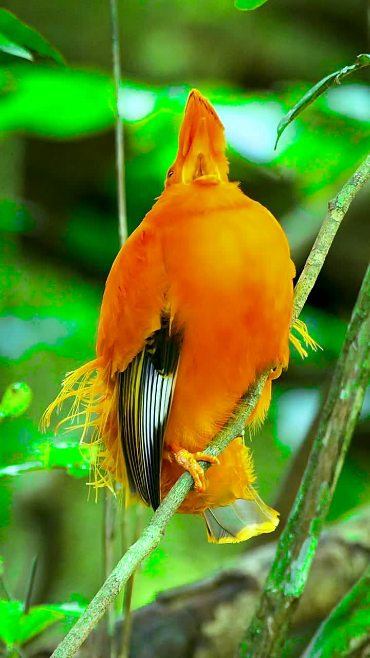 动冠伞鸟头上那把小扇子宝宝们一定会喜欢太可爱了神奇动物在动物