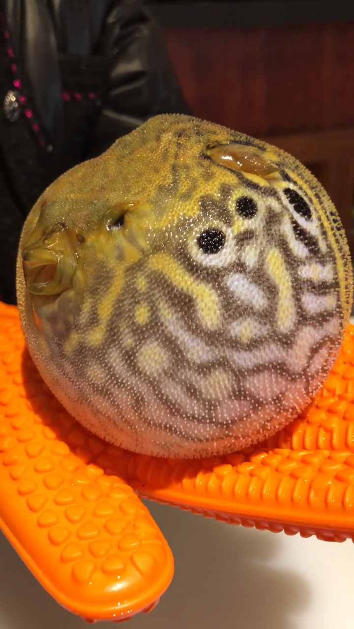 河豚那么可爱,怎么可以吃豚豚0909