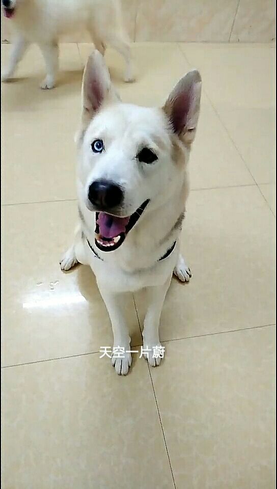 我的鸳鸯眼二哈和熊版萨摩耶们