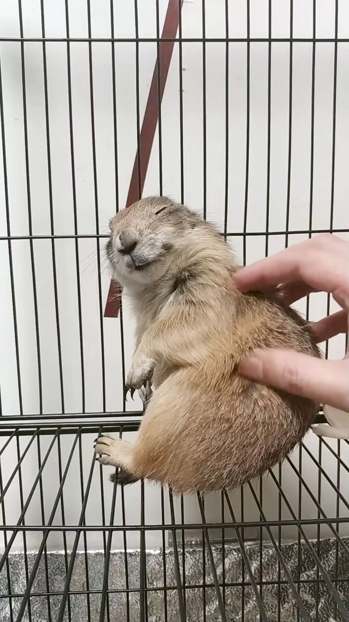 这只土拨鼠好像是在笑  土拨鼠的三大爱好 打架 睡觉 抓痒 而且还很