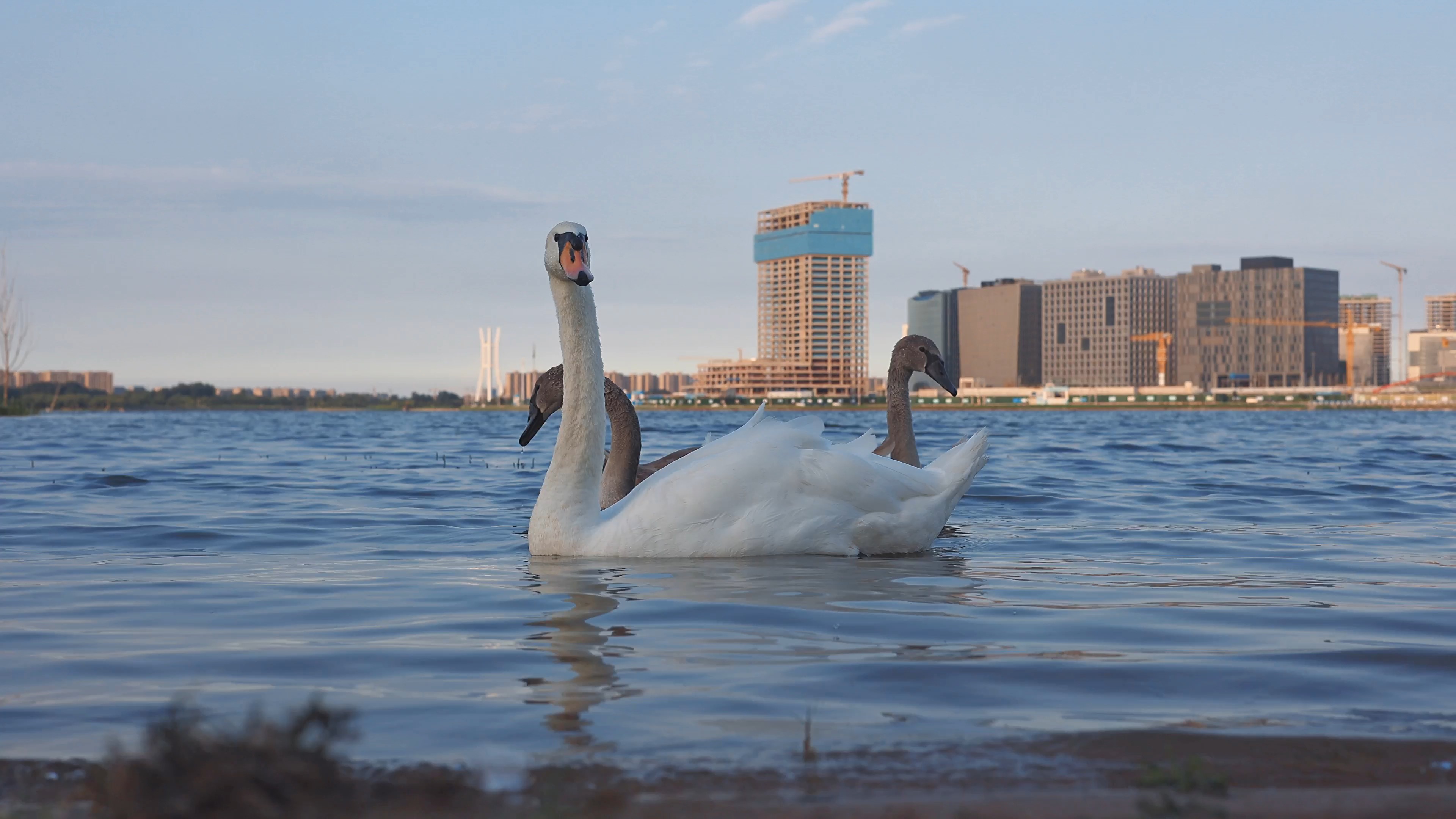 北龙湖疣鼻天鹅#鸟类摄影 #人与自然和谐共处 #野生鸟类摄影 #原创