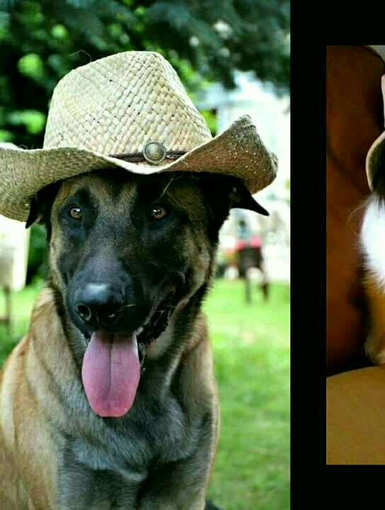 戴帽子的汪星人