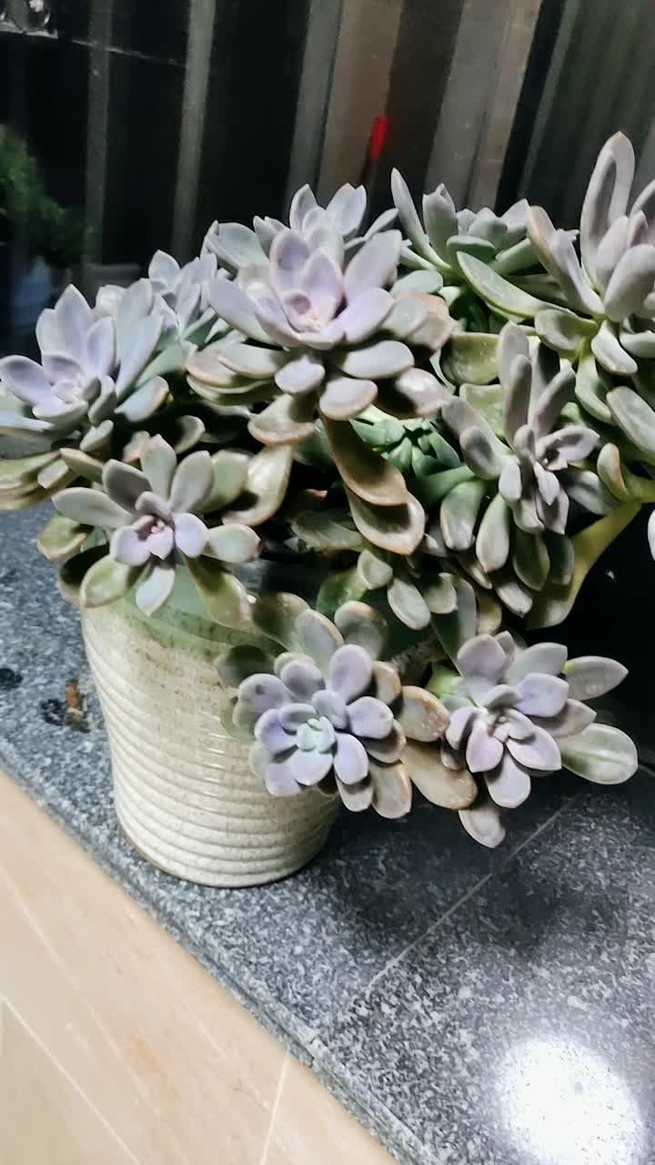 老桩冬美人美呆了