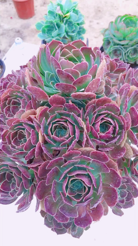 荷兰玫瑰95法师