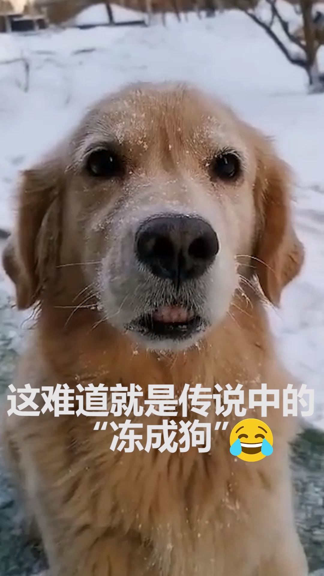 所谓"冻成狗",就是这么笼统