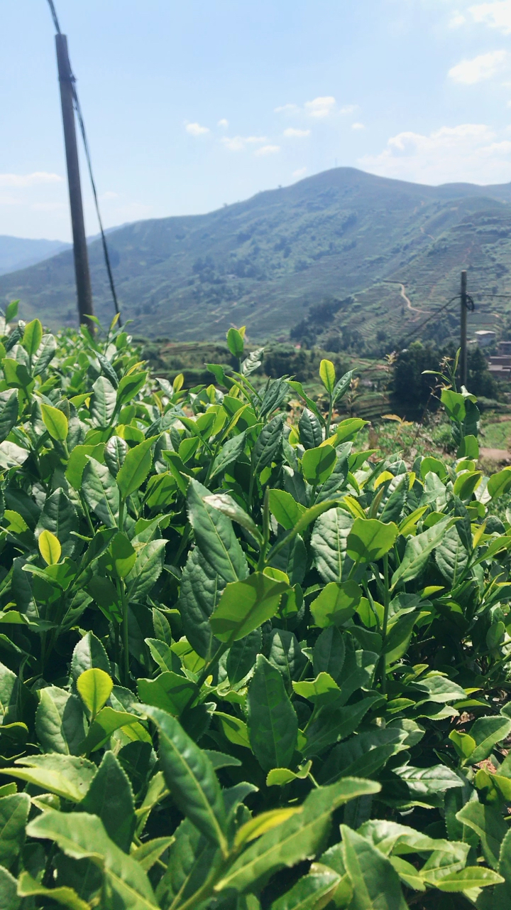 飘香铁观音茶园