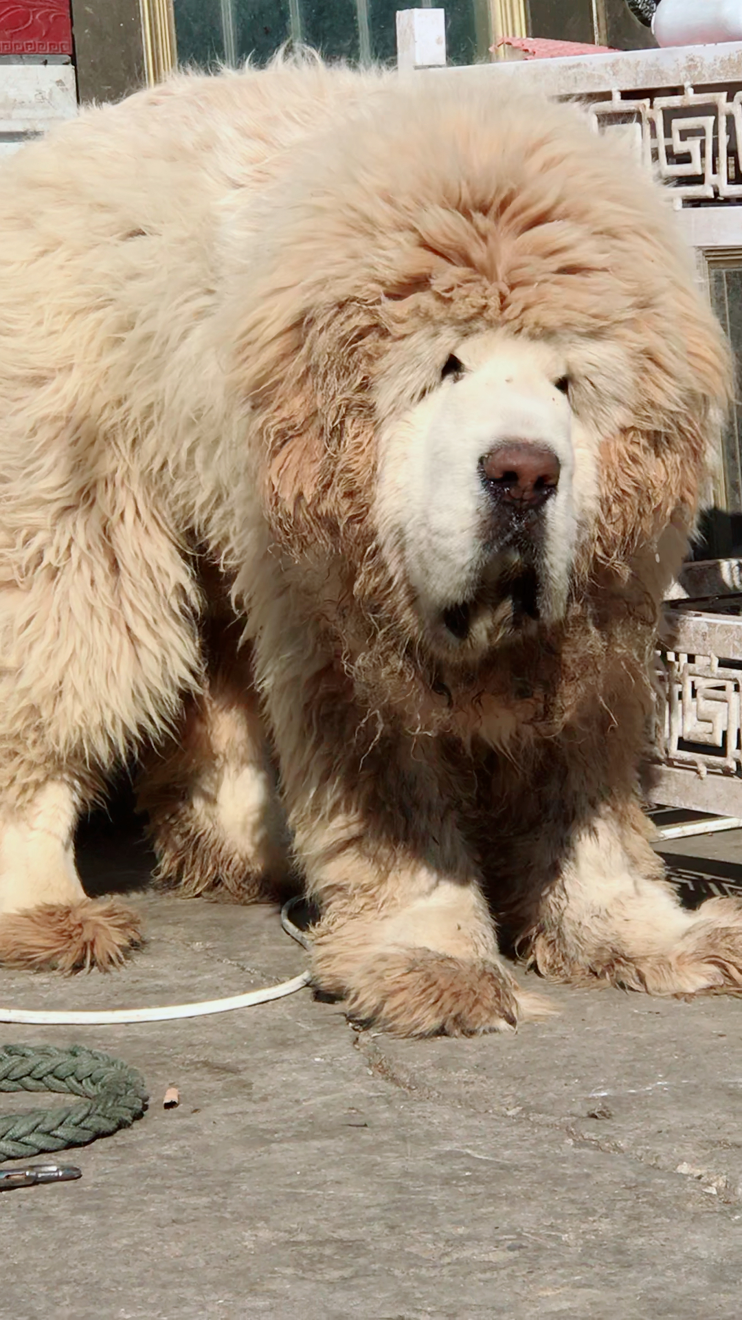 这个雪獒宝宝有点脏