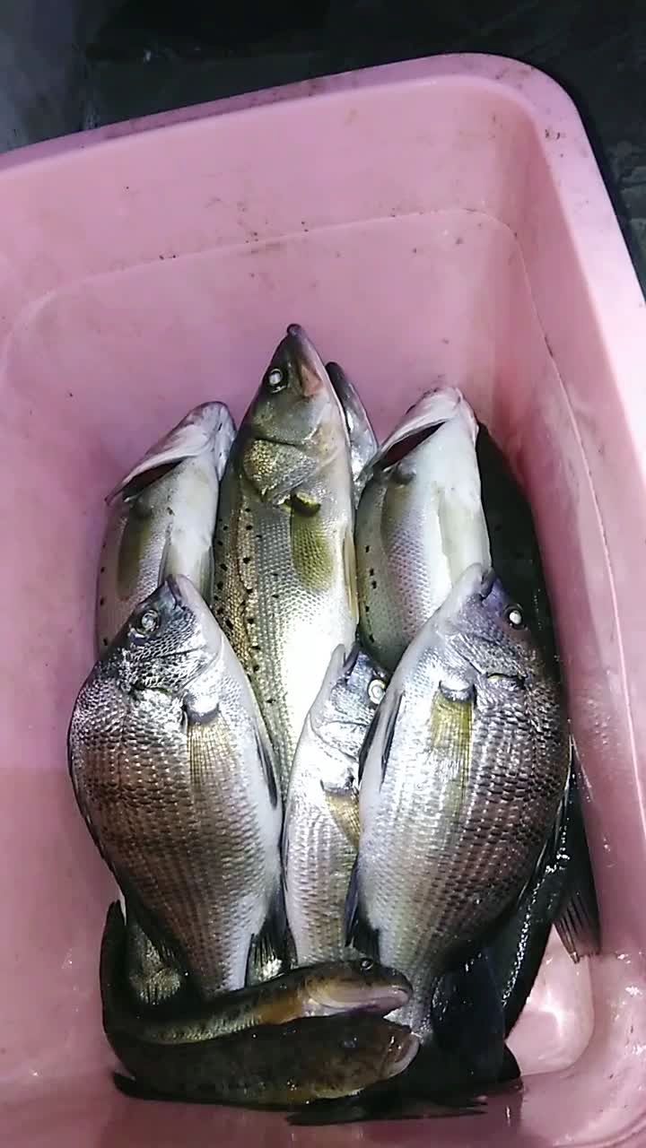 夜钓12点鲈鱼,海鮲95.赞91有沒有0505