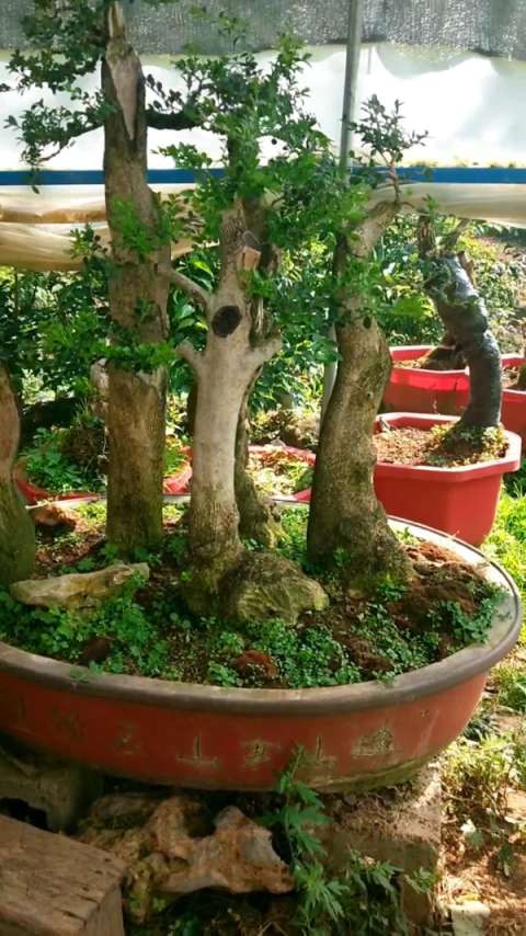 精品黄杨大丛林