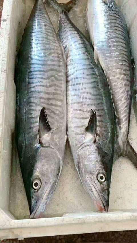 新鲜马96胶鱼96,欢迎私聊