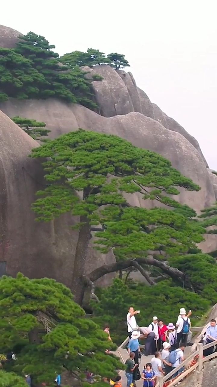天下第一奇松的,石缝中生长800年的迎客松.